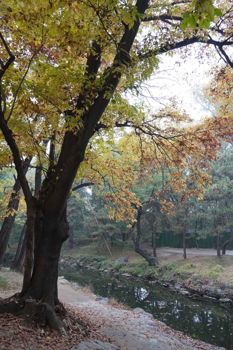 香榭小路