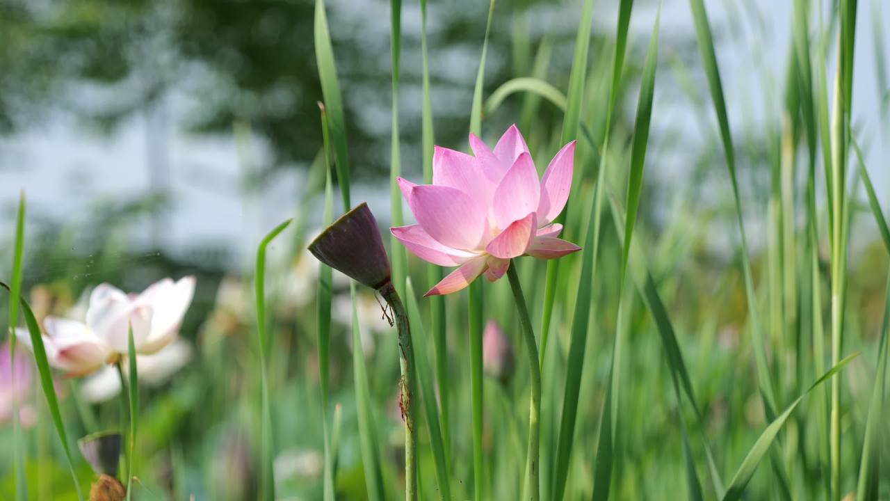 荷花（二） 49