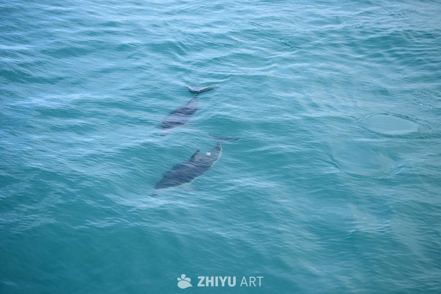 新西兰凯库拉海豚畅游碧绿大海 1