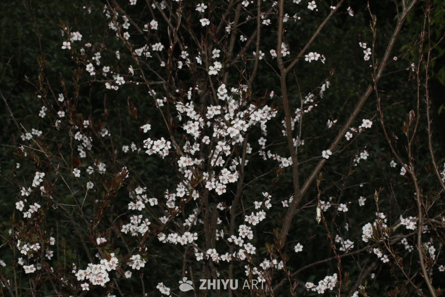 春日樱花绽放
