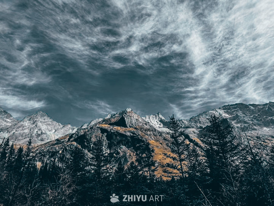 雪山云海松林图