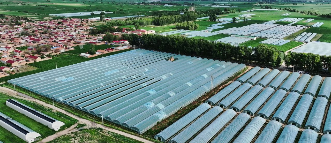 航拍新农村大棚连片种植区 设施农业