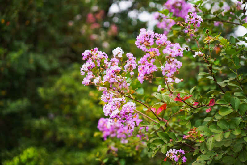 紫薇花 5