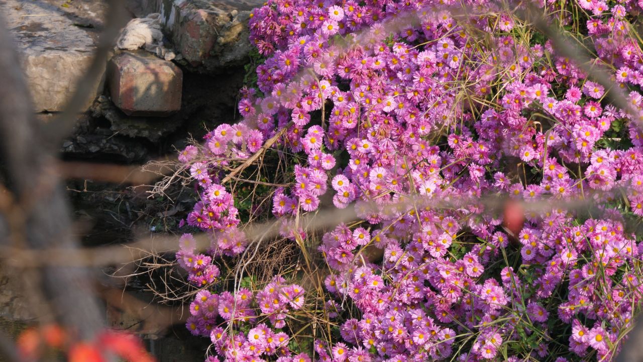 粉色花簇