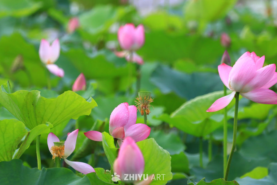 盛夏荷花 47