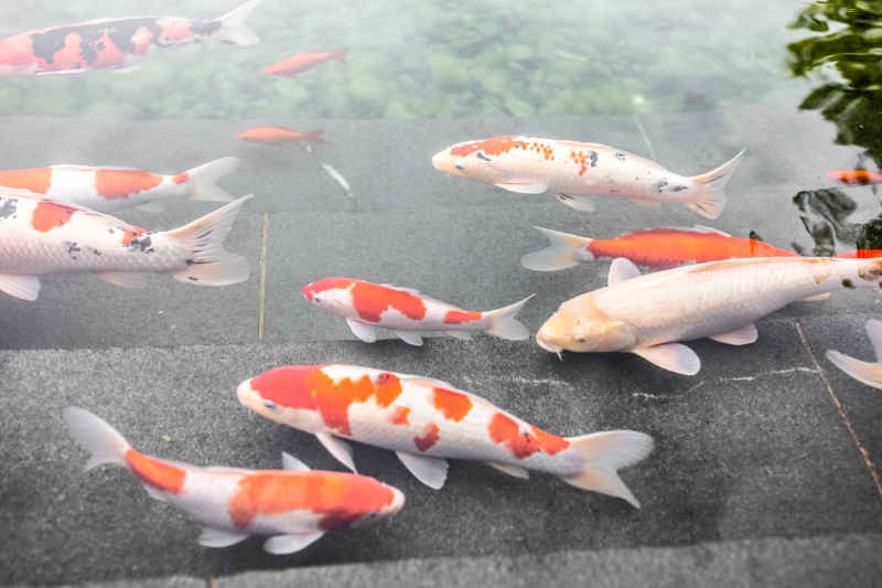 锦鲤