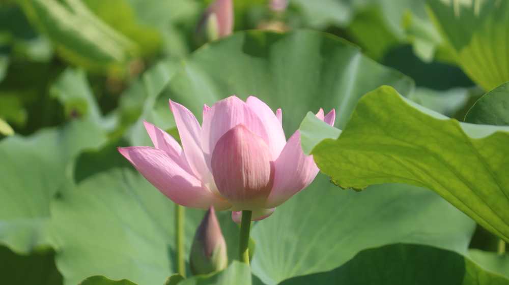 随拍荷花
