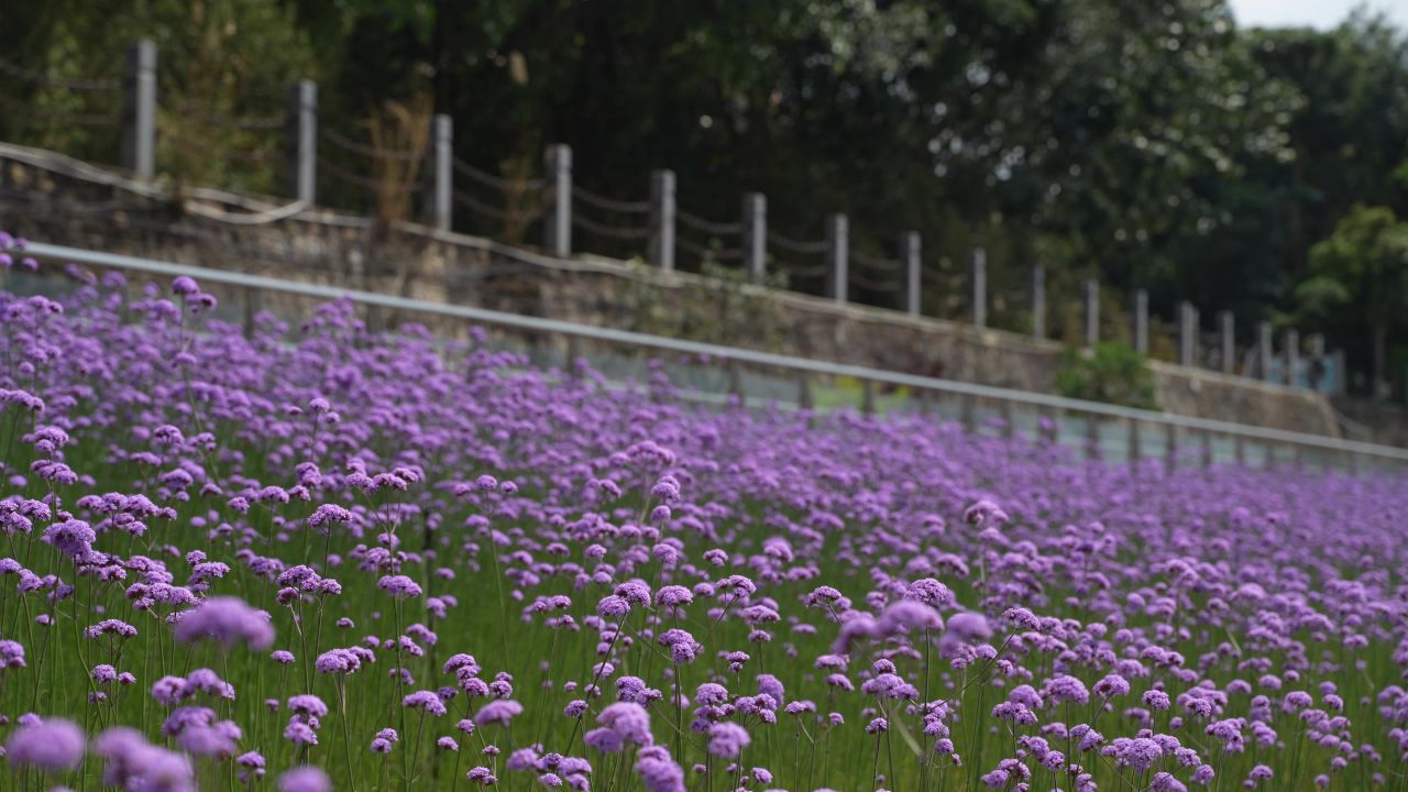 花 4