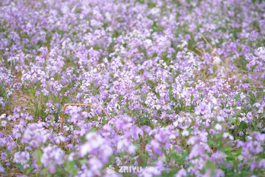 春天海棠花 27