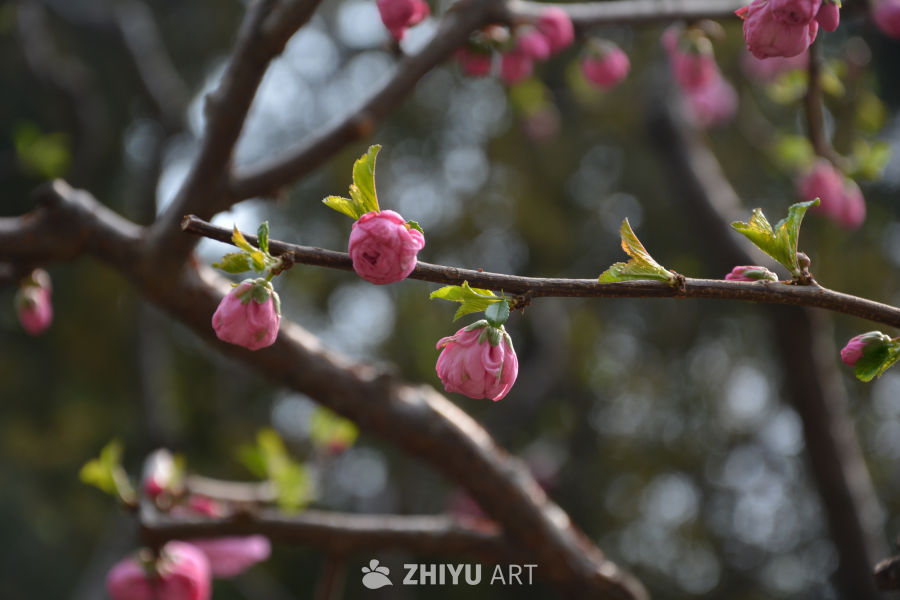 榆叶梅