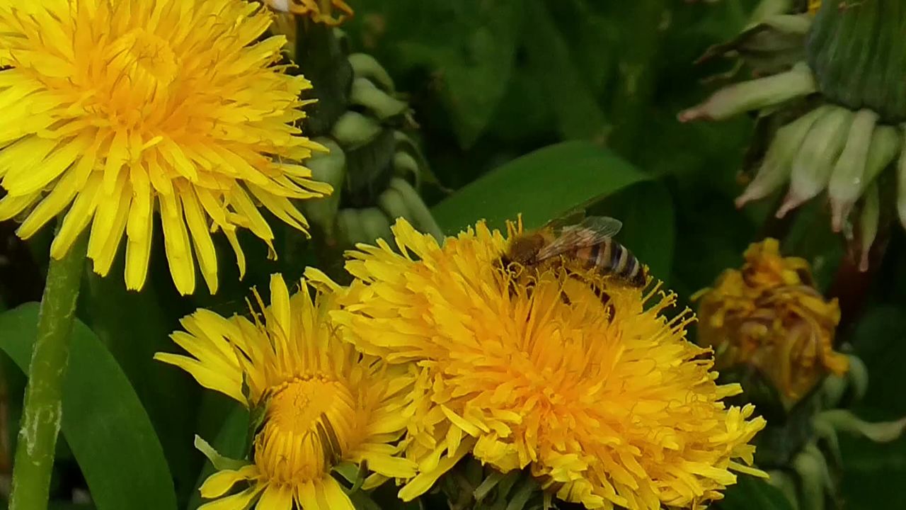 鲜花蜜蜂昆虫花粉