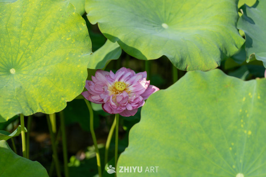 荷花 132