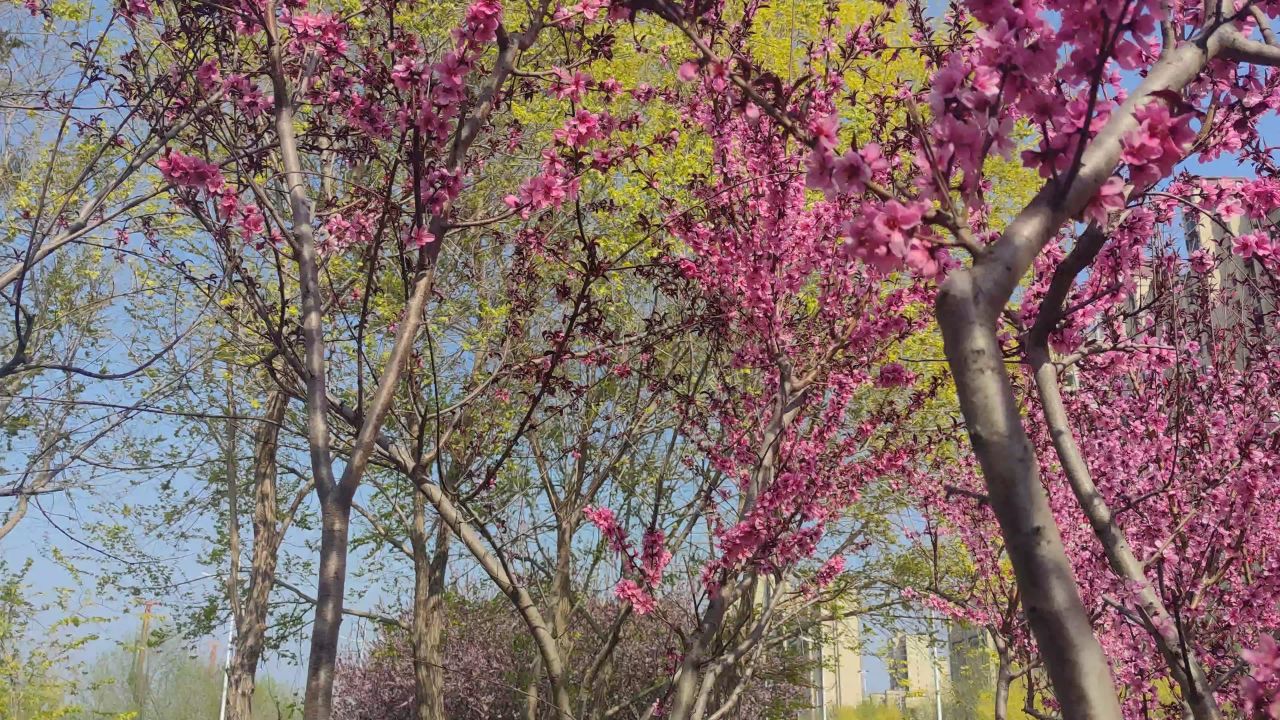 春天 花已开 1