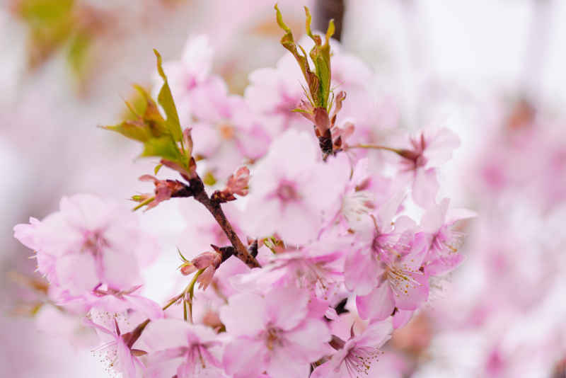 樱花季 2