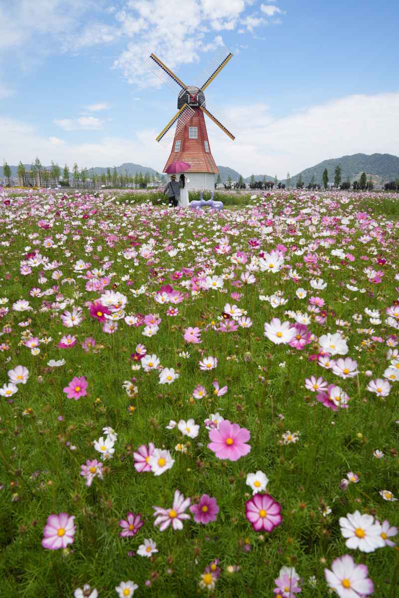 格桑花与风车