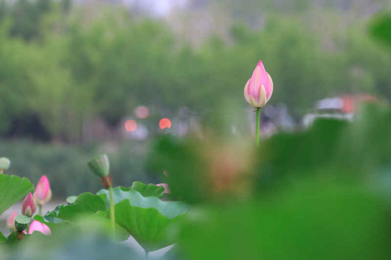 荷花 42