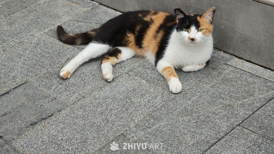 可爱的猫咪