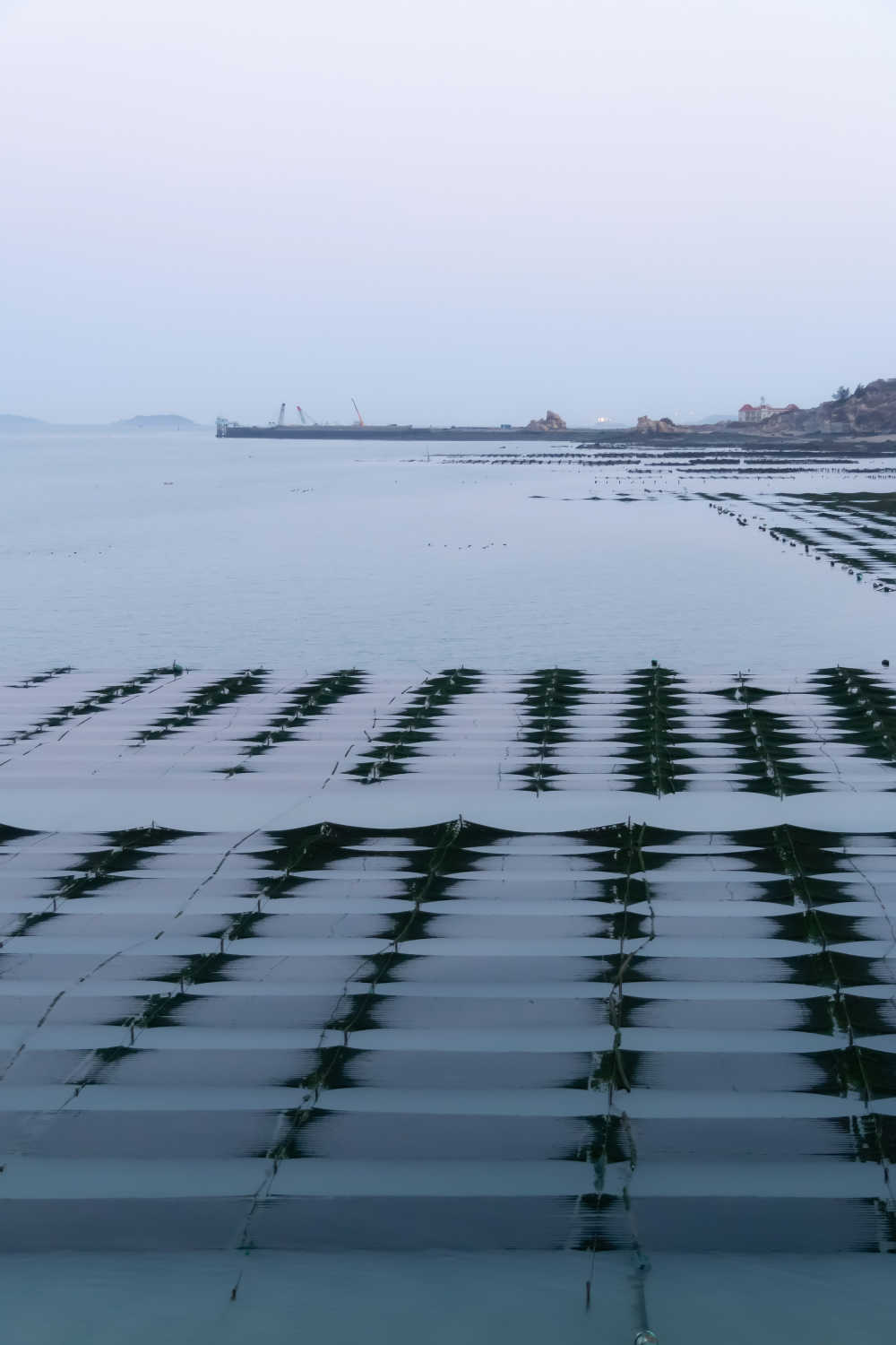 海上农场海带田