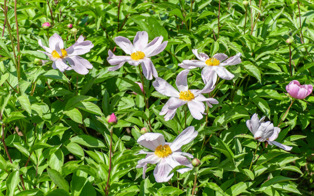 芍药花