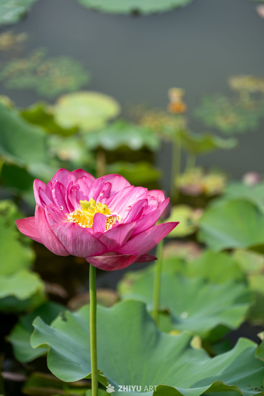 荷花 180