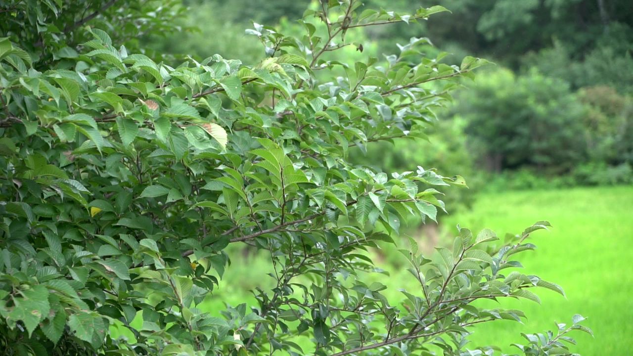 植物