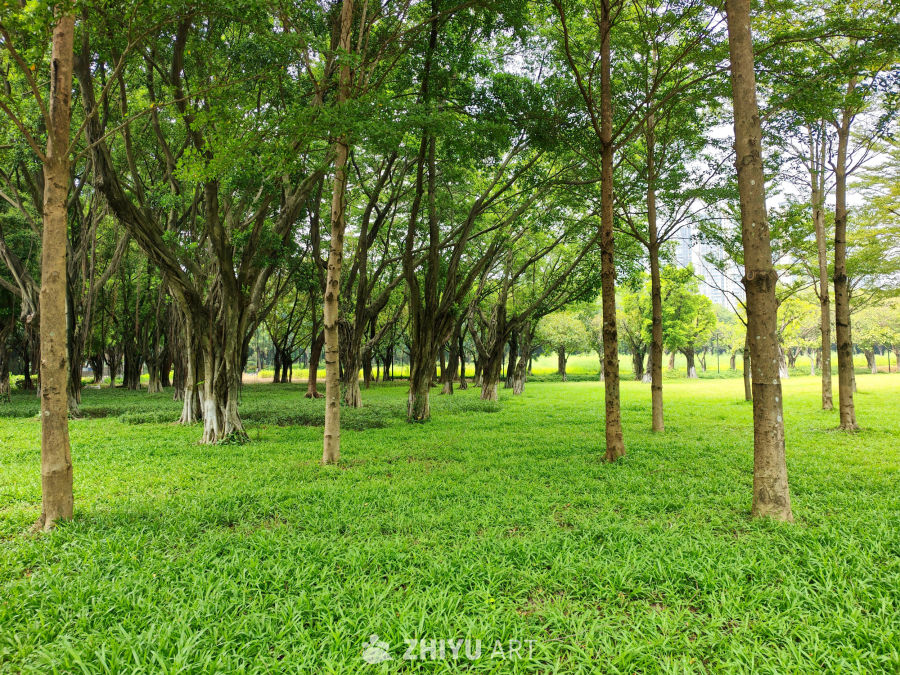 绿树成荫