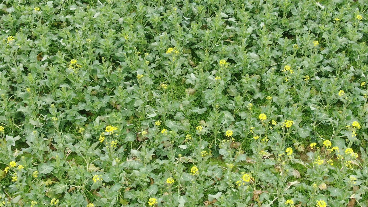 航拍农业种植农作物油菜幼苗