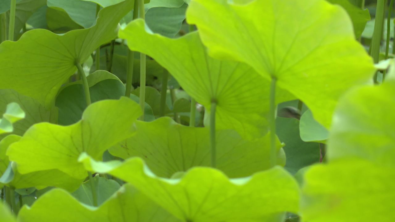 夏日荷花一组