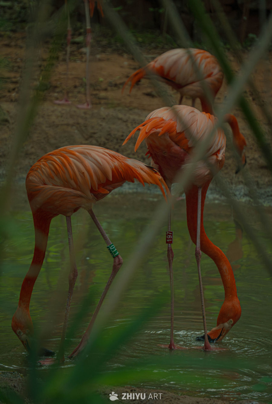 湿地中的火烈鸟觅食