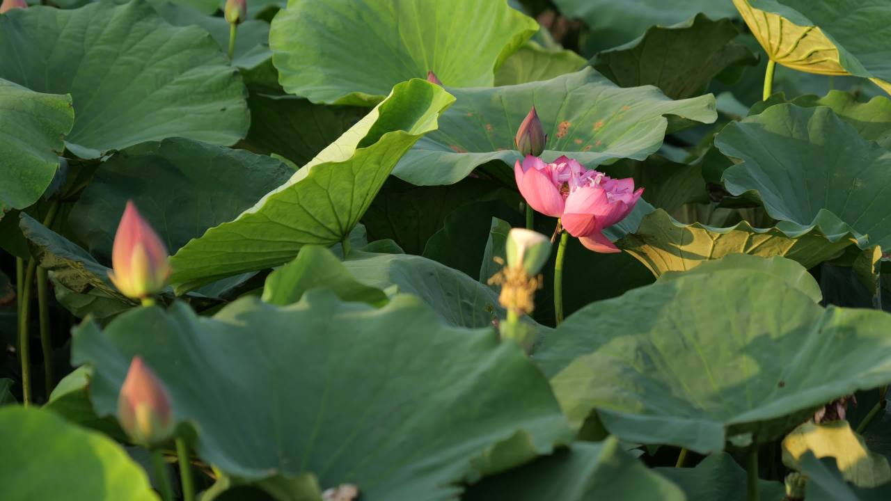 荷花 1