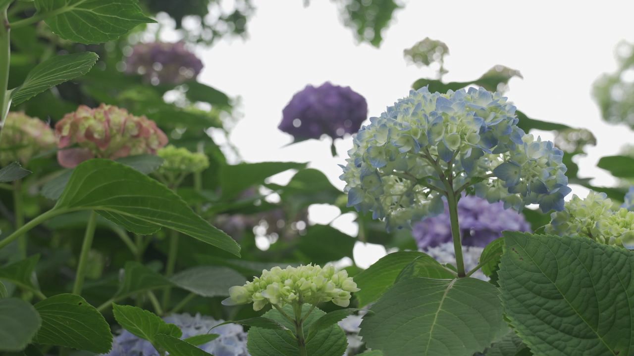 花海 2