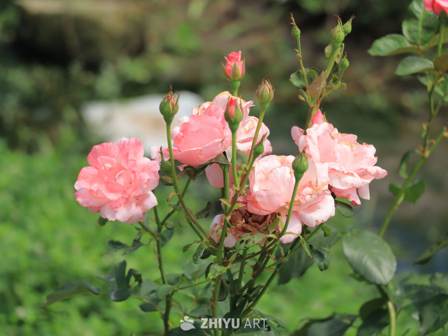 生机的湖畔，盛开的鲜花