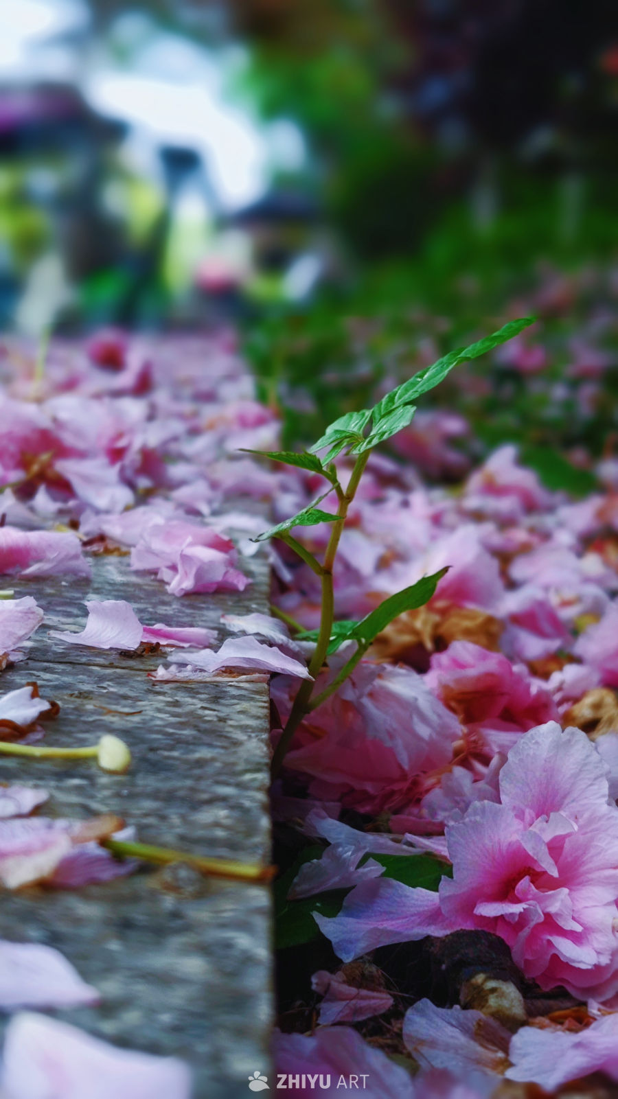 春日新生：樱花下的嫩芽
