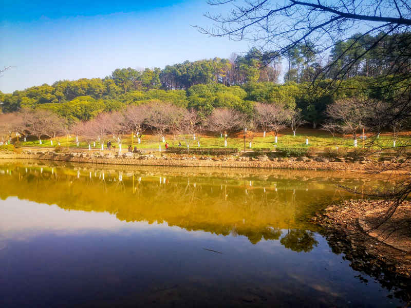 湖南省植物园各种植物摄影图