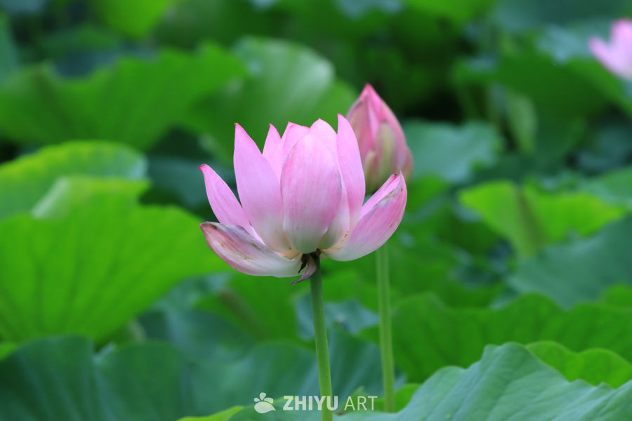 荷花 115