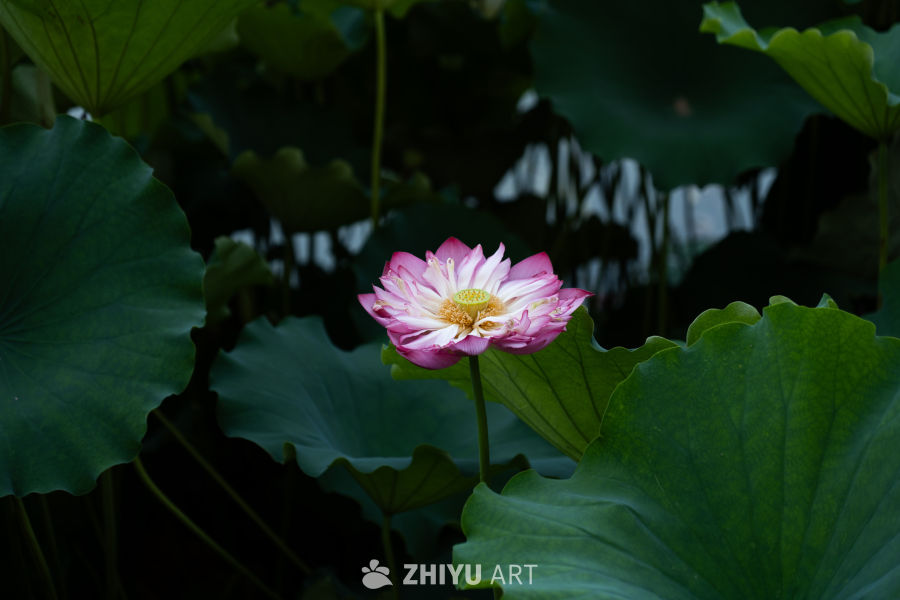 公园一角 5