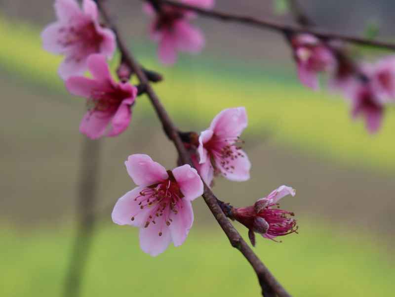春色桃花相映开 12