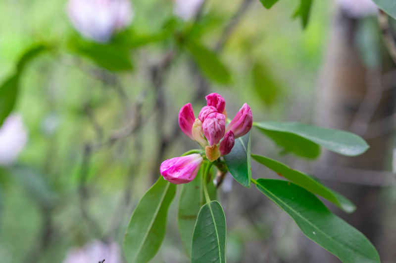 杜鹃花 14
