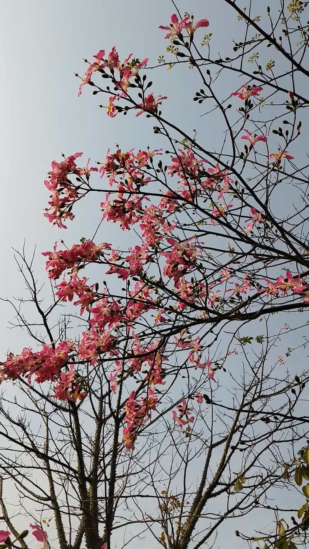 风中的花