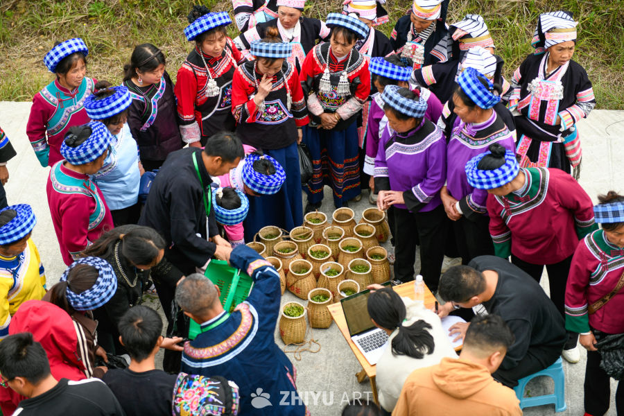 少数民族茶山采茶 12