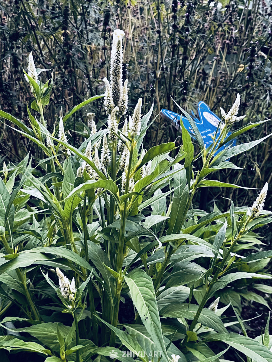自然中的白色花海