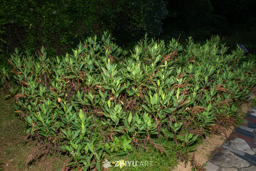 中药材与药材花 50