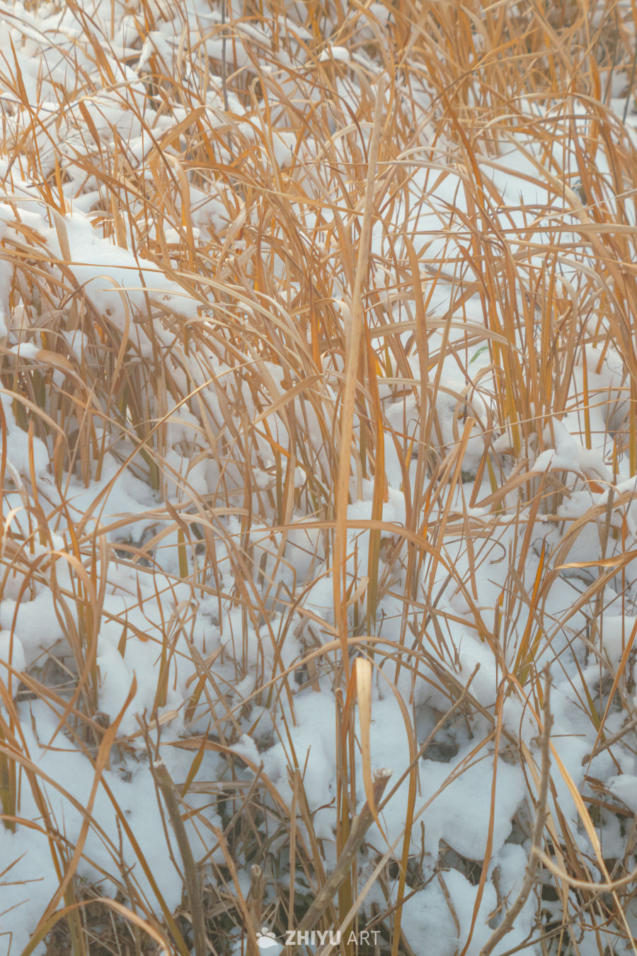 雪覆枯草，冬日静谧