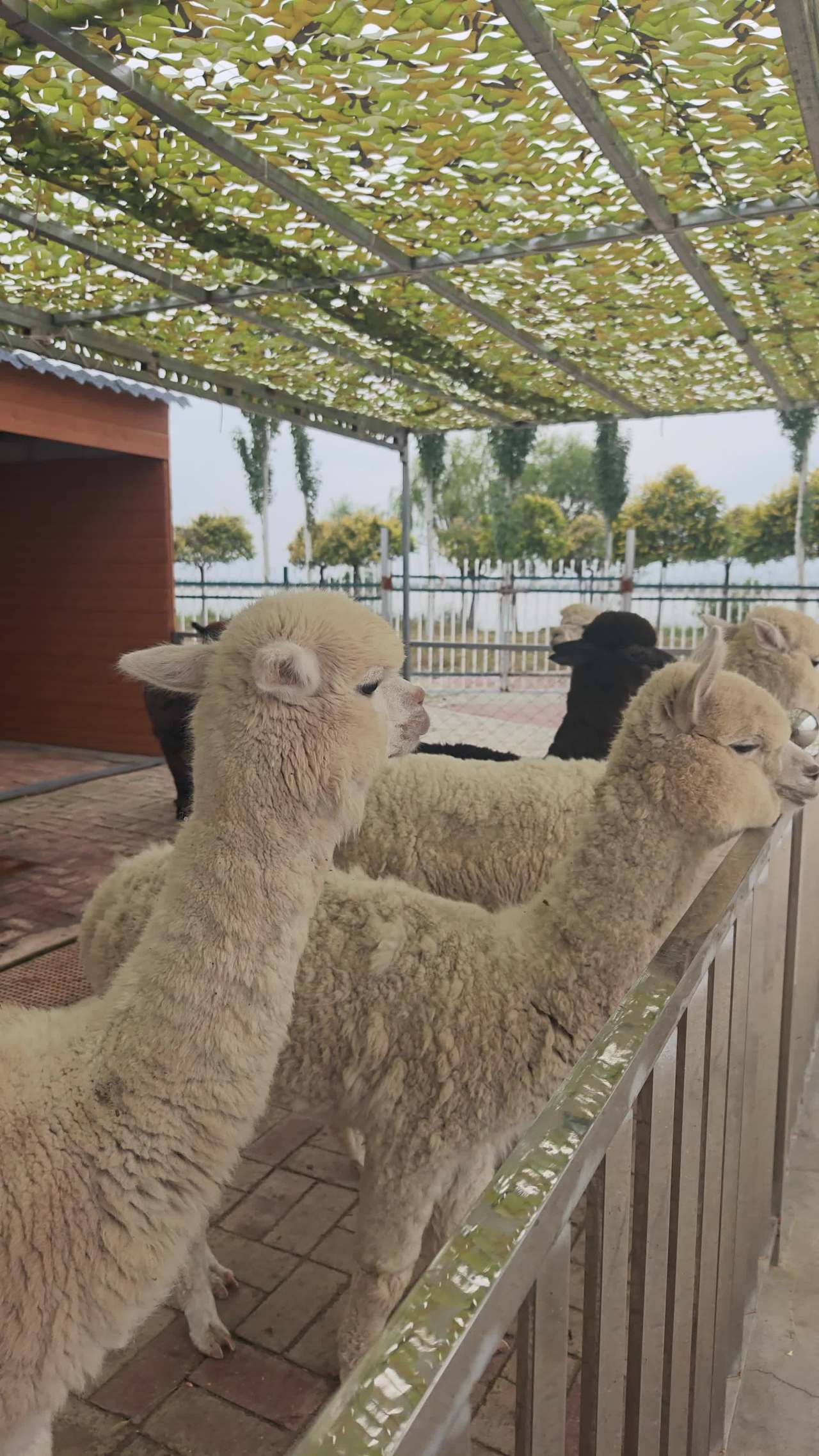 羊驼公园黑白羊驼