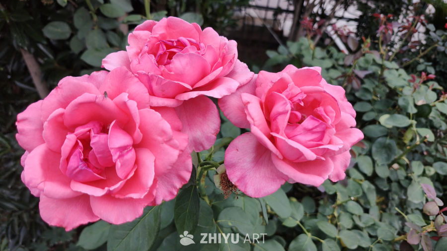 美丽的鲜花