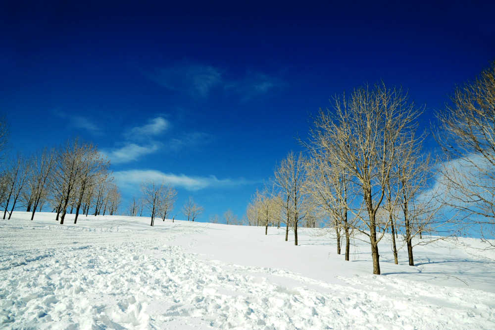 冬天晴朗天空下积满白雪的山坡和树林