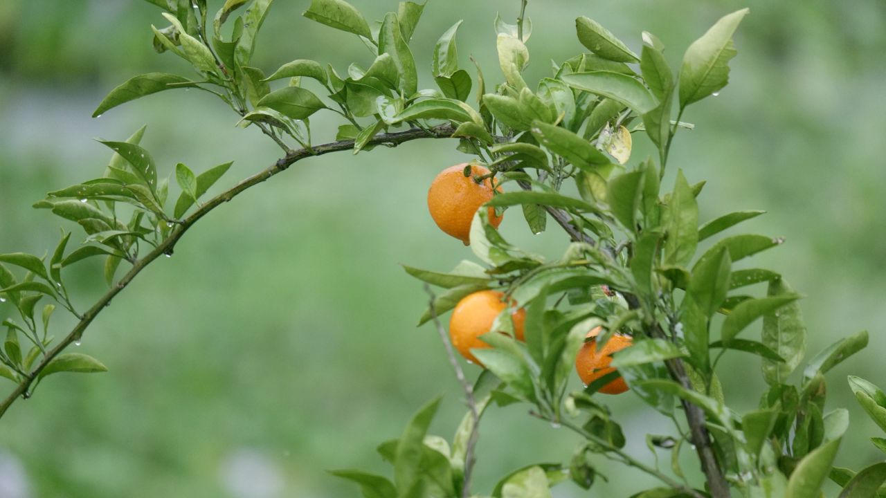 雨水滋润橘子树