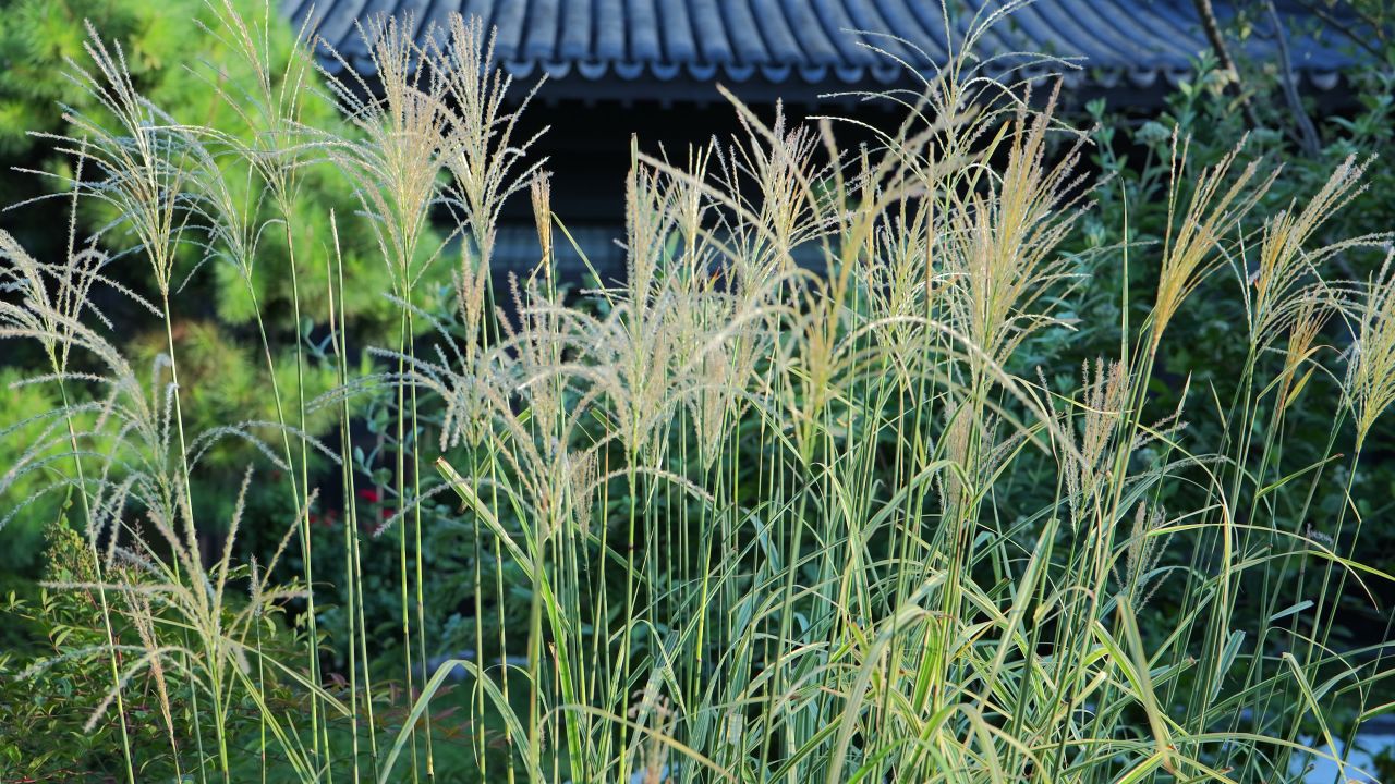 马尾草