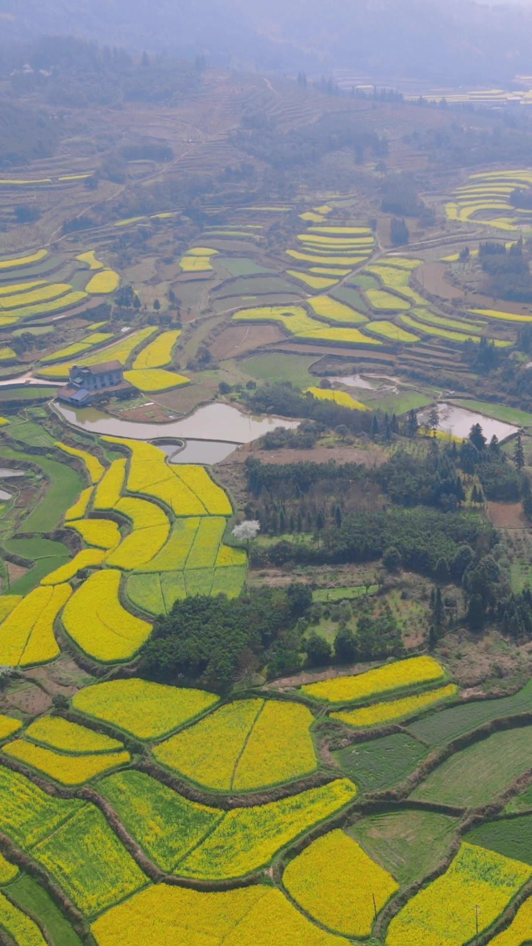  美丽乡村油菜花竖屏航拍