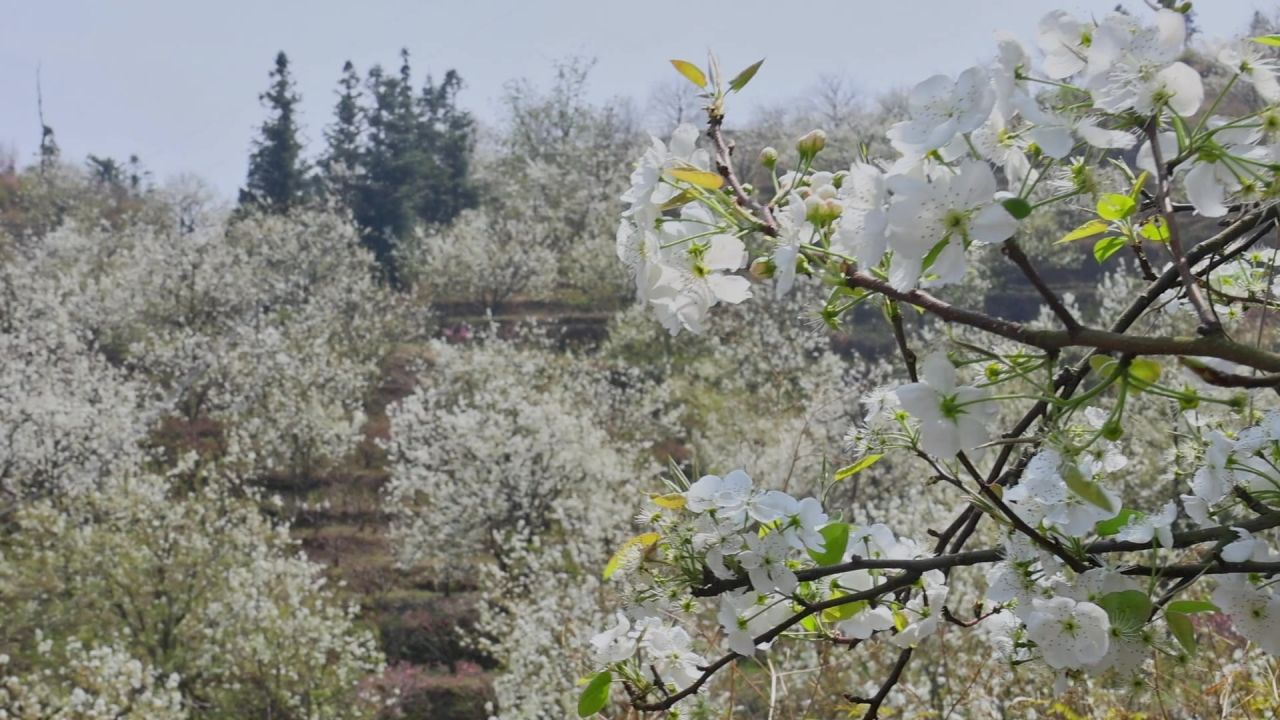 春天盛开的梨花树 13
